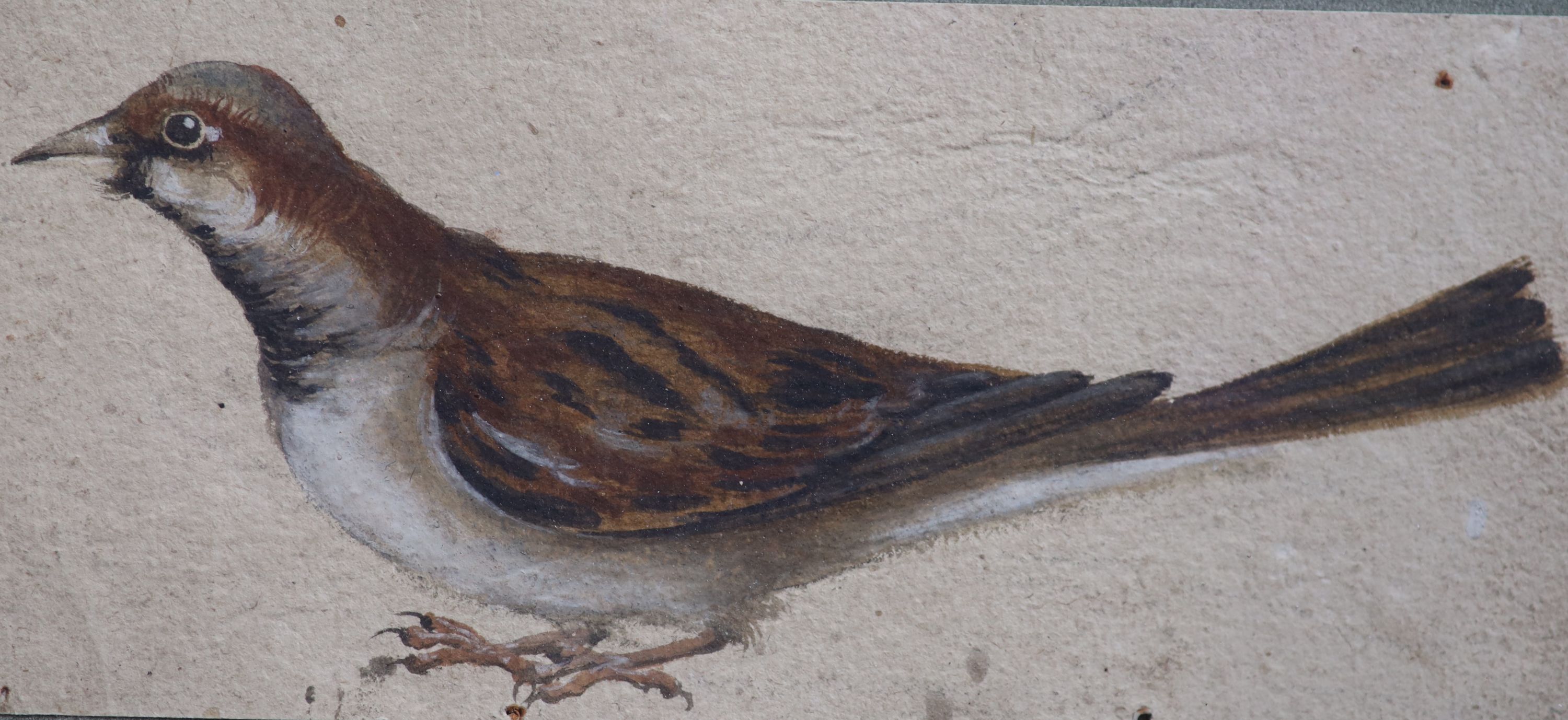 Early 17th century French School , Two bird studies, one title Pouillon, bodycolour on paper, 10 x 15.5cm and 8 x 17.5cm